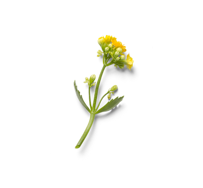 Footer decorative flower